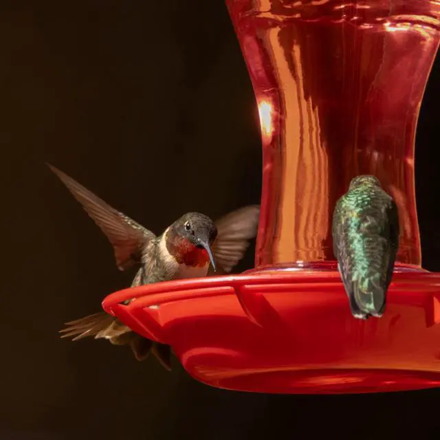 Alt view image 2 of 5 - Pennington Ready-to-Use Ultra Hummingbird Nectar Food, No Artificial Dye, 64 Fl Oz Liquid, 1 Pack