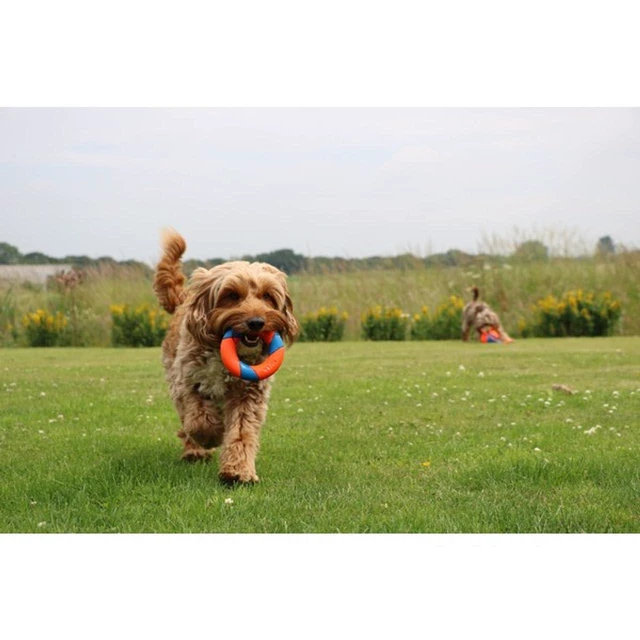 Alt view image 4 of 5 - Chuckit! UltraRing Fetch and Chase Outdoor Dog Toy for All Breeds