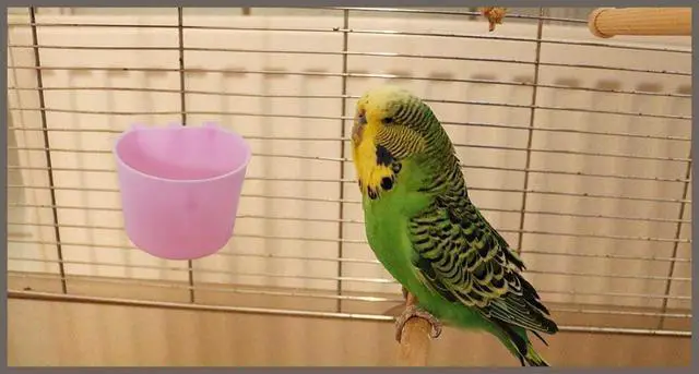 Alt view image 3 of 5 - 10 Pack 8oz Pink Cage Cups Birds Feeders Seed Bowl Chicken Watering Dish Rabbit Water Food Hanging Wire Cages Coop Cups for Parrot Parakeet Gamefowl Poultry Pigeon
