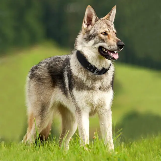 Alt view image 3 of 7 - Heavy Duty Adjustable Tactical Dog Collar for Large Dogs