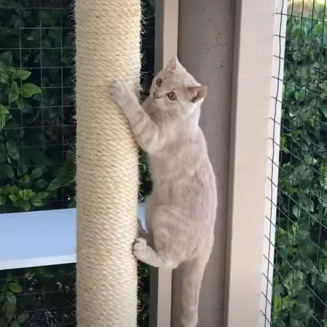 Alt view image 7 of 7 - 164Ft Sisal Rope for Cat Tree & Scratching Post Replacement, Scratcher Rope to Refresh Cat Furniture, Durable Cat Scratching Rope