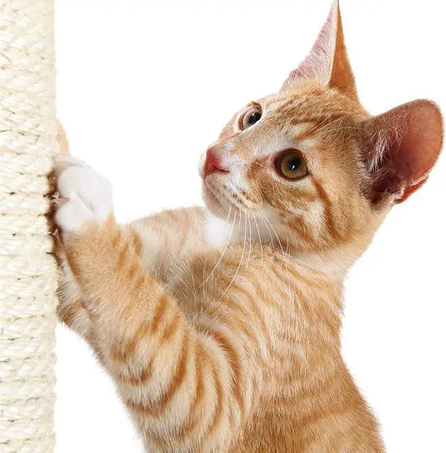 Alt view image 7 of 7 - Replacement Sisal Post for Cat Scratching Posts, Backup Scratcher for Indoor Cat Furniture, Trees and Towers, 3.5 in x 11.8 in (9 x 30 cm)