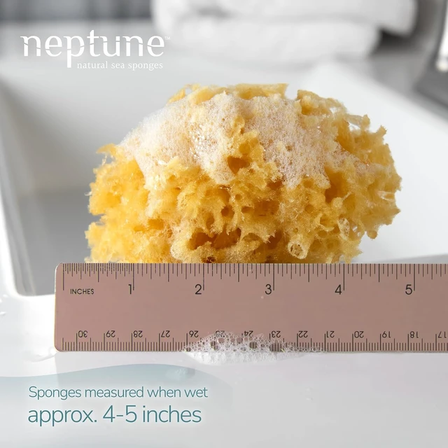 Alt view image 2 of 4 - Neptune Caribbean Sea Sponge Exfoliating Bath Sponge