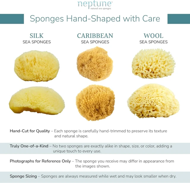 Alt view image 4 of 4 - Neptune Caribbean Sea Sponge Exfoliating Bath Sponge