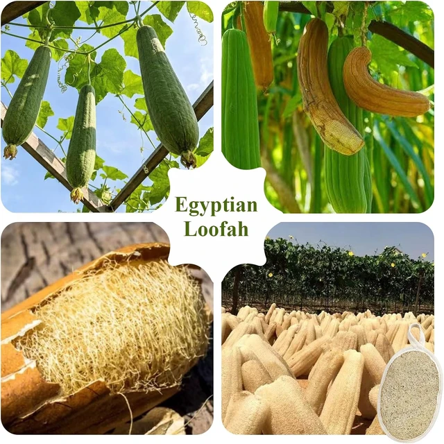 Alt view image 7 of 7 - Women & Men, Premium Egyptian Natural Loofah Sponge 100% Plant-Based Exfoliating Body Scrubber Dye-Free Biodegradable Shower Pouf Deep Cleansing for Body Back and Face