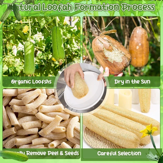 Alt view image 5 of 7 - 6-Pack Natural Loofah Body Scrubber for Men & Women