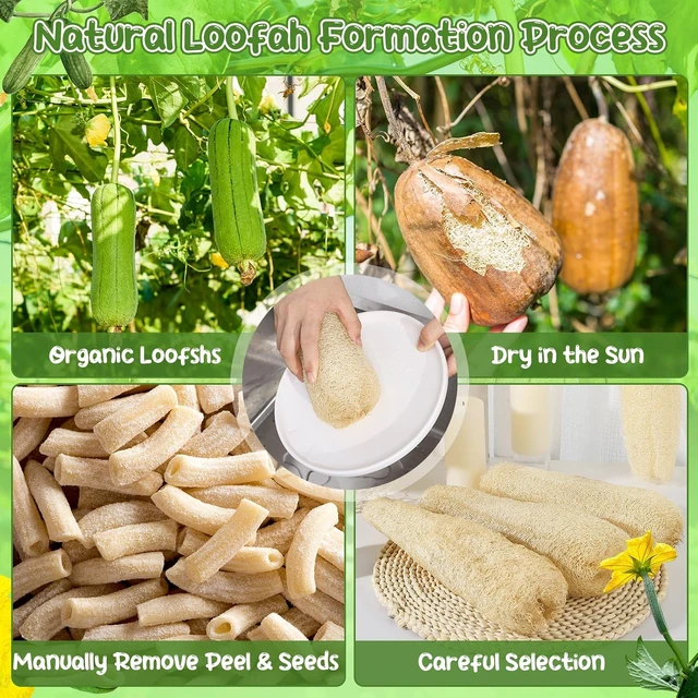 Alt view image 5 of 7 - Natural Organic Loofah Bath Body Scrubber Sponges