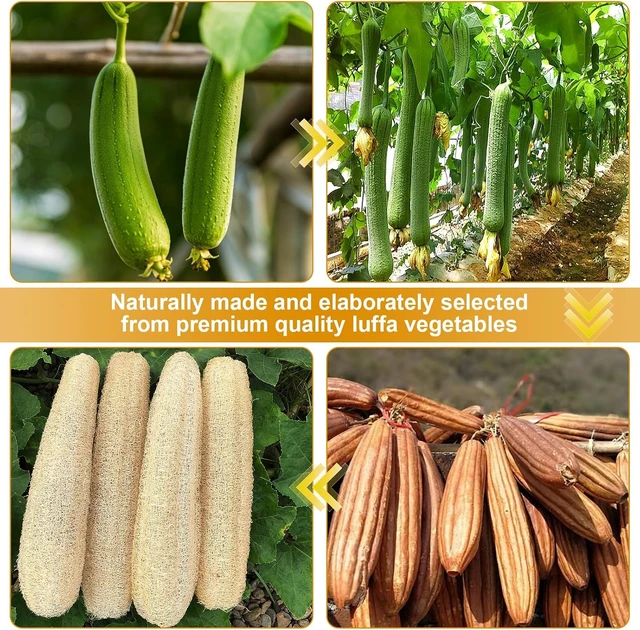 Alt view image 6 of 7 - Organic Natural Loofah Sponge Eco-Friendly Biodegradable Luffa Body Scrubber Exfoliating Bath Shower Tool for Deep Cleaning