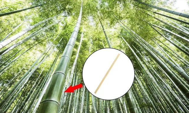 Alt view image 5 of 6 - Mini Skater 5.4 Inch Bamboo Coffee Stirrers Eco Friendly Biodegradable Stir Sticks for Tea Hot Cold Beverages (100)