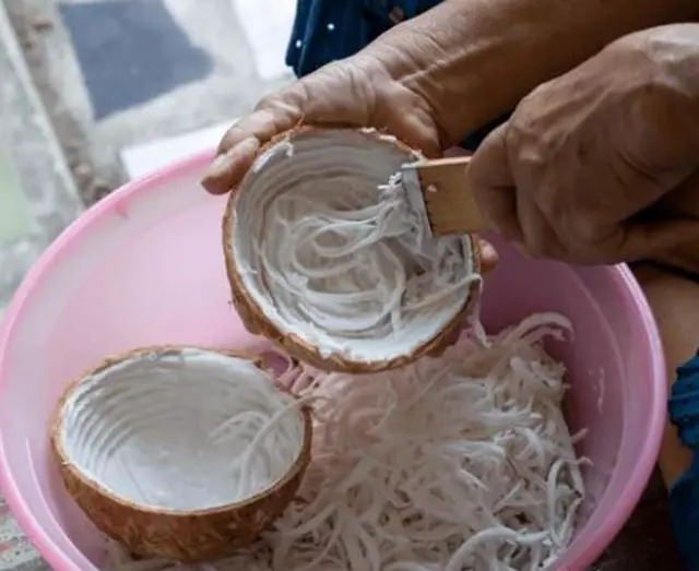Alt view image 4 of 6 - Dolphin Shop, Coconut Grater Wooden Handheld Scraper and Shredder for Fresh or Baby Coconut Meat Size 7 x 1.3 x 0.5 inch, Easy to Use, Portable