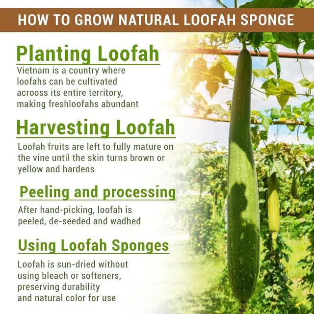 Alt view image 2 of 7 - Natural Vietnamese Loofah Sponge, 100% Plant-Based Luffa Exfoliating Body Scrubber for Shower, Multi-Functional for Kitchen, Ideal for Men & Women, Spa & for Pet (2pcs/Pack)