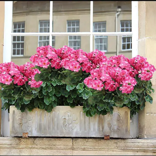Alt view image 5 of 7 - CISDUEO 2 Pcs Artificial Geranium Flowers Outdoor Silk Flowers Outside Pink