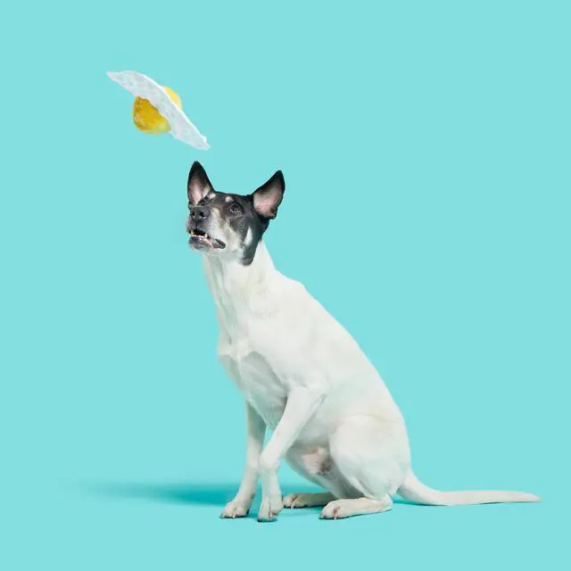 Alt view image 6 of 6 - BARK Box Puppy Side Up Egg Plush Toy, Crinkle Sound Effect with Inner Squeaky Ball, Interactive Chew Toy for Small & Medium Canines