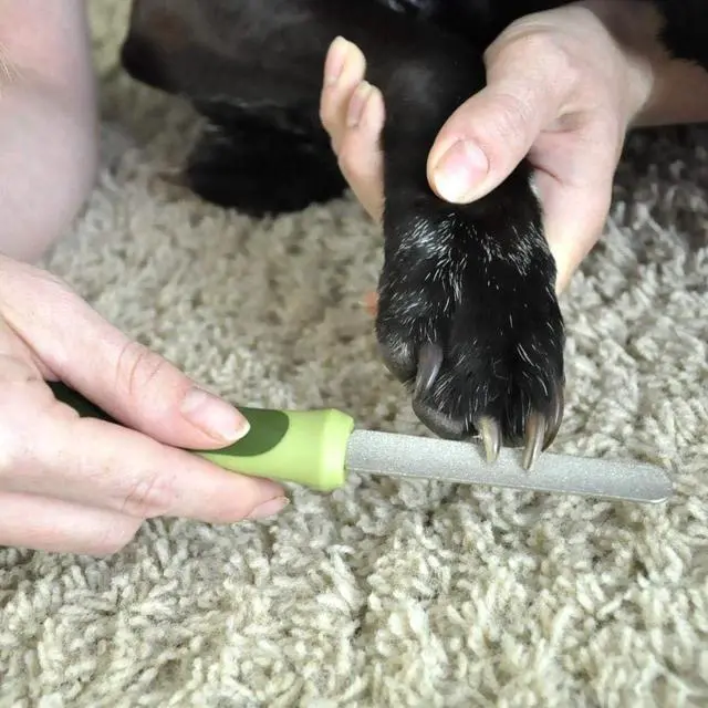 Alt view image 2 of 7 - Coastal Pet Safari Dog Diamond Nail File - Diamond Finish for Smooth Nails - Removes Burs from Outdoor & Indoor Dogs - One Size