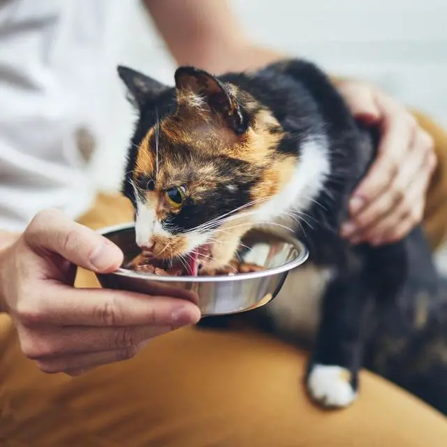 Alt view image 5 of 7 - 4 Pcs Stainless Steel Cat Bowls, 5.5 Inch Whisker Friendly Shallow Cat Food Bowls, Small Metal Pet Dish for Kittens and Indoor Cats, Basic Replacement Plates for Elevated Feeder Stands,Dishwasher Safe