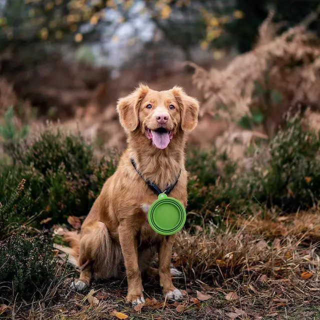 Alt view image 5 of 5 - Travel Collapsible Dog Bowl Green, 12oz Portable Pet Feeder, 1 Carabineer, 100% Silicone, Foldable Expandable for Dog/Cat Food Water Feeding, Travel Bowl for Camping Walking Parking Traveling