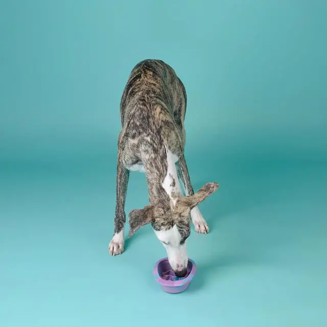 Alt view image 6 of 7 - CHEWFFON Dog & Cat Lick Mat Bowl with Suction Cups, Cotton Candy Small | BPA-Free Silicone Slow Feeder Bowl, Non Slip Pet Food Bowl, Reduces Boredom and Anxiety, Dishwasher Safe