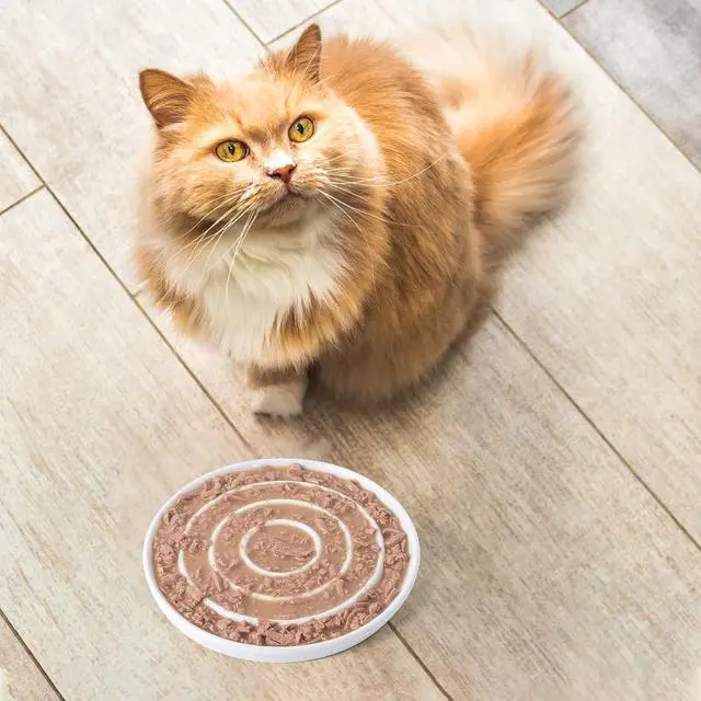 Alt view image 7 of 7 - Ceramic Cat Slow Feeder,Shallow and Wide Opening Dish for Whisker Friendly,Anti Knocked Over Heavy Plate Bowls for Puppy Kitten Dry and Wet Food