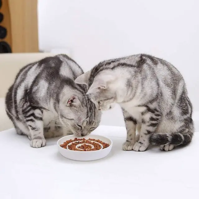 Alt view image 5 of 7 - SLSON Cat Slow Feeder Bowl,Ceramic Slow Feed Cat Bowls Heavy and Shallow Wisker Stress-Free Pets Dish for Kittens Small Pets Wet Food,White