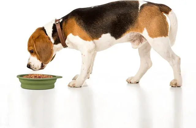 Alt view image 7 of 7 - SLSON 2Pack Collapsible Dog Bowl,Integrated Molding Travel Bowl No Plastic Rim Pet Feeding Bowls for Walking Traveling Outdoors,600ML (Navy Blue+Dark Green)