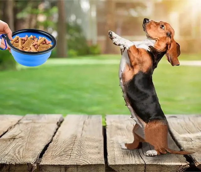 Alt view image 6 of 6 - Collapsible Silicone Dog Bowls, 3-Pack Travel Pet Food Water Bowls | Orange, green & blue. 5.1 in wide, 2.1 in tall, folds to 0.5 in. Holds 12 oz water or 1.5 cups food. Includes ID tag.