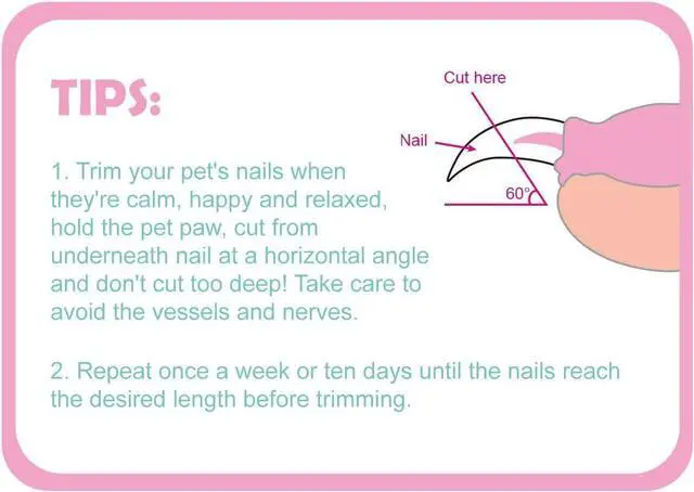 Alt view image 5 of 7 - Cat Nail Clippers, Cat Claw Trimmer for Pet Grooming Tool, Easy Cutting Cat Claw Clippers, Dog Nail Clippers, Angled Blade Sharp Claw Scissors for Small Animals Rabbit Puppy Kitten