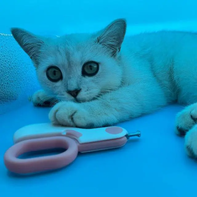 Alt view image 6 of 7 - Small Animals Nail Clippers with LED Lights to Avoid Excessive Cutting and Sharp Blades - Professional Claw Trimmer for Tiny Dog Cat Kitten Bunny Rabbit Bird Guinea Pigs Ferret Hamsters (Blue)
