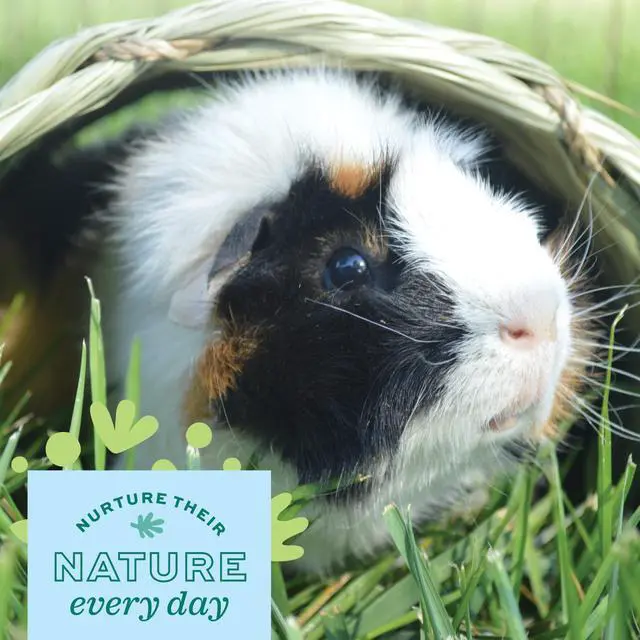 Alt view image 6 of 6 - Oxbow Timothy Hay Tunnel for Guinea Pig, Rabbit, and Bunny - Edible Hideout