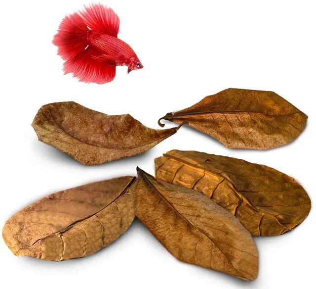 Main image of SunGrow Betta Leaves, Indian Almond Leaves