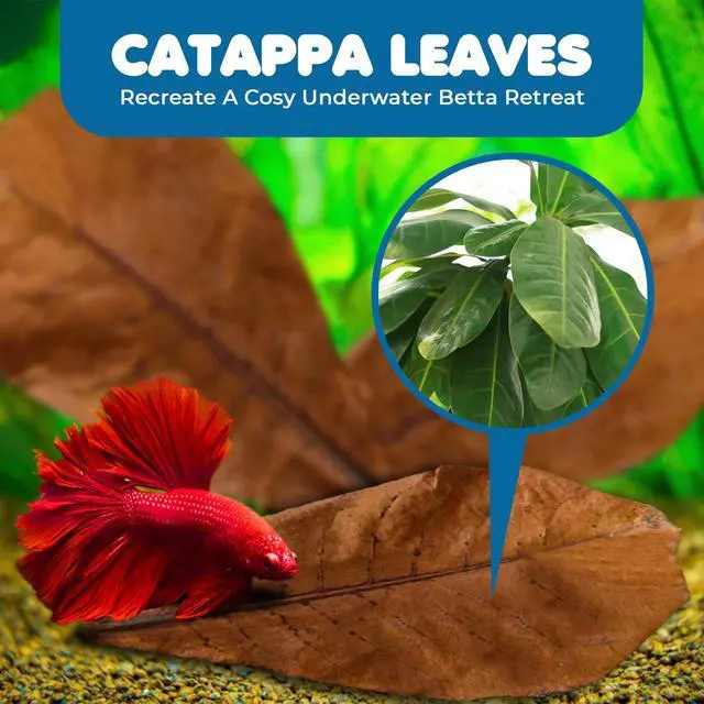 Alt view image 5 of 7 - SunGrow Betta Leaves, Indian Almond Leaves