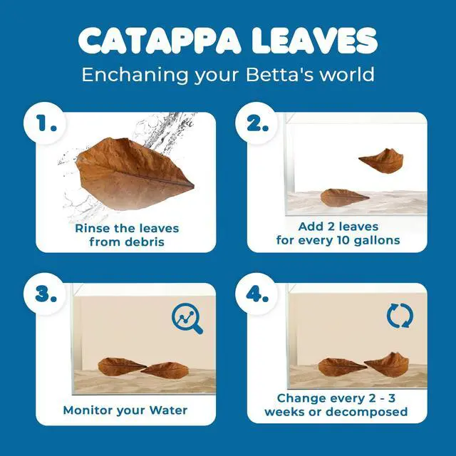 Alt view image 3 of 7 - SunGrow Betta Leaves, Indian Almond Leaves