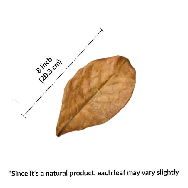 Alt view image 4 of 7 - SunGrow Betta Leaves, Indian Almond Leaves