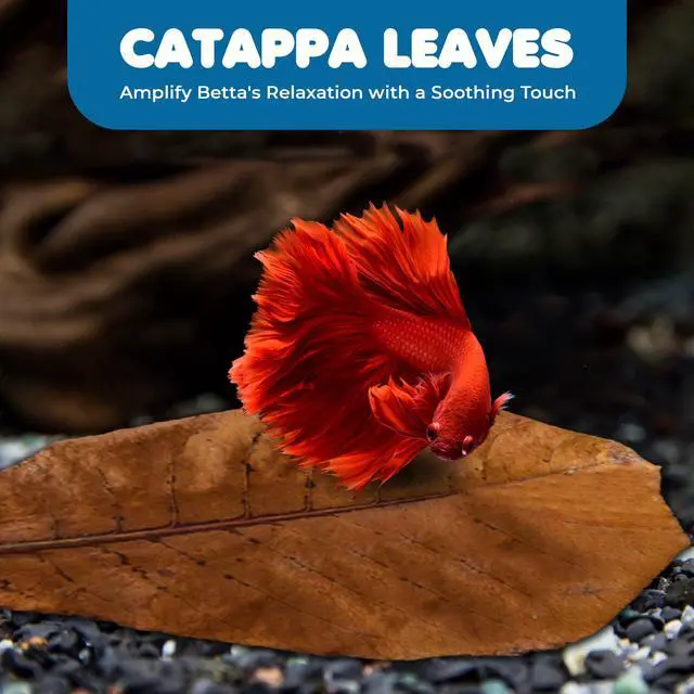 Alt view image 7 of 7 - SunGrow Betta Leaves, Indian Almond Leaves