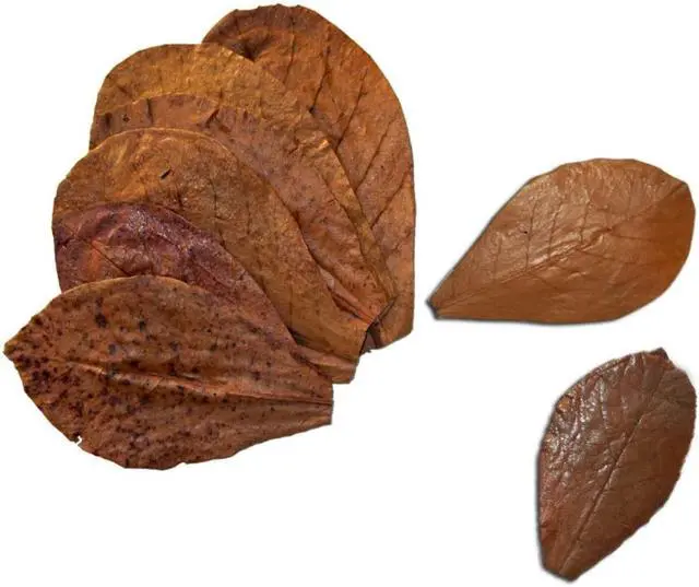 Alt view image 6 of 7 - SunGrow Betta Leaves, Indian Almond Leaves