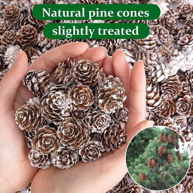 Alt view image 3 of 7 - 150 Pcs Christmas Natural Mini Pine Cones - Small Xmas Snow Pinecones Decor | 1" Thanksgiving Mini Snow Pinecones Ornaments for DIY Crafts Vase Fillers Fall Winter Home Xmas Tree Decor
