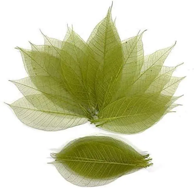 Main image of Olive Green Color Natural Skeleton Leaves 100 PCS, Real Rubber Tree Leaves 4-5 Inch for Resin Art, Scrapbook, Card Making, Wedding Decoration, DIY Crafts