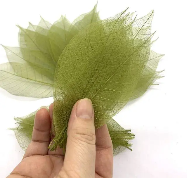 Alt view image 2 of 6 - Olive Green Color Natural Skeleton Leaves 100 PCS, Real Rubber Tree Leaves 4-5 Inch for Resin Art, Scrapbook, Card Making, Wedding Decoration, DIY Crafts