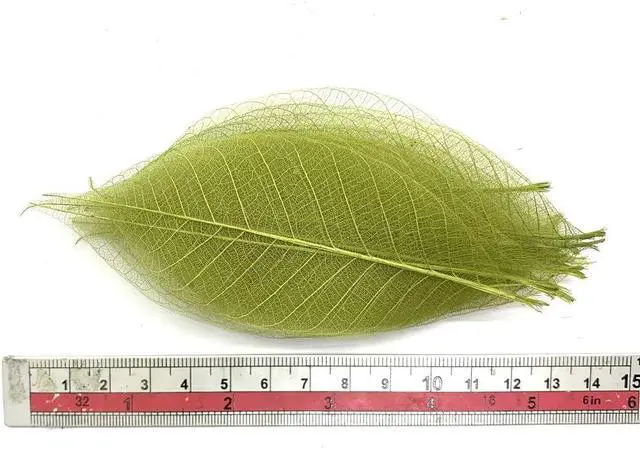 Alt view image 4 of 6 - Olive Green Color Natural Skeleton Leaves 100 PCS, Real Rubber Tree Leaves 4-5 Inch for Resin Art, Scrapbook, Card Making, Wedding Decoration, DIY Crafts