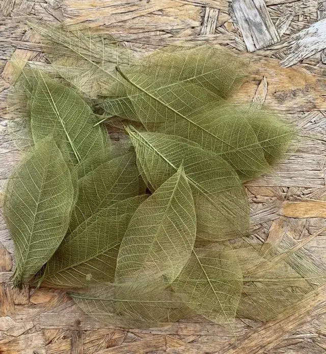 Alt view image 5 of 6 - Olive Green Color Natural Skeleton Leaves 100 PCS, Real Rubber Tree Leaves 4-5 Inch for Resin Art, Scrapbook, Card Making, Wedding Decoration, DIY Crafts
