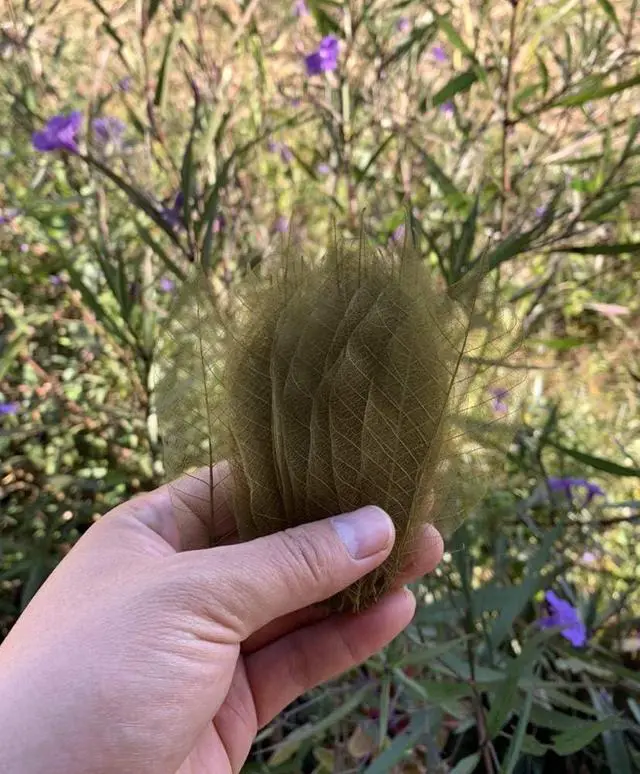 Alt view image 6 of 6 - Olive Green Color Natural Skeleton Leaves 100 PCS, Real Rubber Tree Leaves 4-5 Inch for Resin Art, Scrapbook, Card Making, Wedding Decoration, DIY Crafts