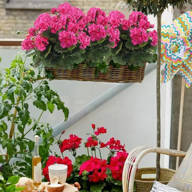 Alt view image 4 of 7 - CISDUEO 2 Pcs Artificial Geraniums Outdoors Silk Flowers Outside Hot Pink | Faux Flowers Geraniums for Outdoor Planter Floral Home Decor Indoor Garden Patio Grave Cemetary Vase Table Centerpiece