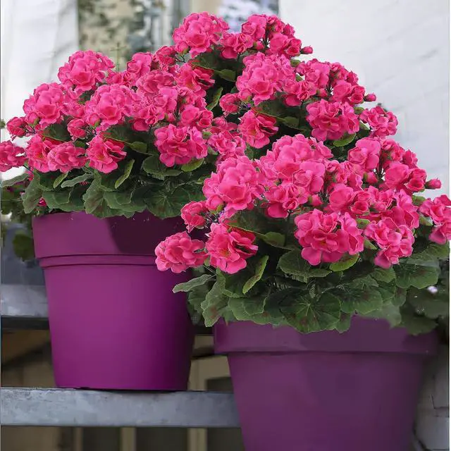 Alt view image 5 of 7 - CISDUEO 2 Pcs Artificial Geraniums Outdoors Silk Flowers Outside Hot Pink | Faux Flowers Geraniums for Outdoor Planter Floral Home Decor Indoor Garden Patio Grave Cemetary Vase Table Centerpiece