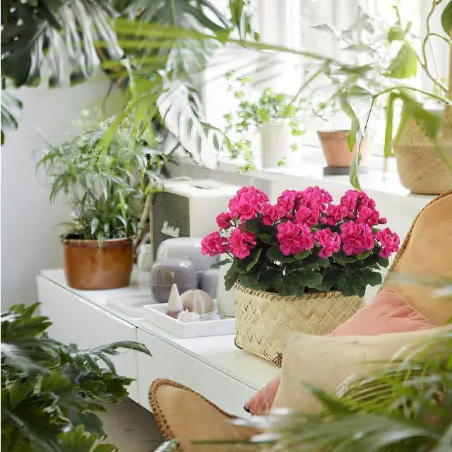 Alt view image 7 of 7 - CISDUEO 2 Pcs Artificial Geraniums Outdoors Silk Flowers Outside Hot Pink | Faux Flowers Geraniums for Outdoor Planter Floral Home Decor Indoor Garden Patio Grave Cemetary Vase Table Centerpiece