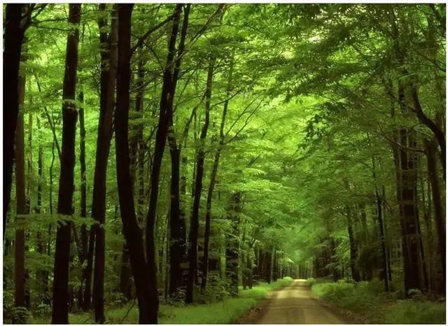 Alt view image 2 of 6 - Deep In The Forest Thick Green Vegetation Tree Nature Mouse Pad Mat