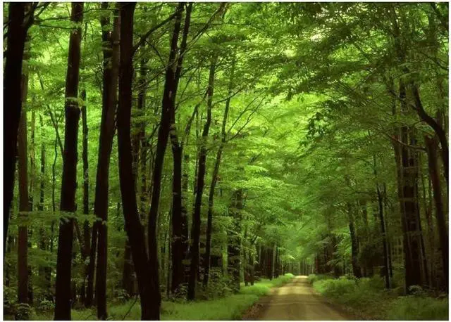 Alt view image 6 of 6 - Deep In The Forest Thick Green Vegetation Tree Nature Mouse Pad Mat