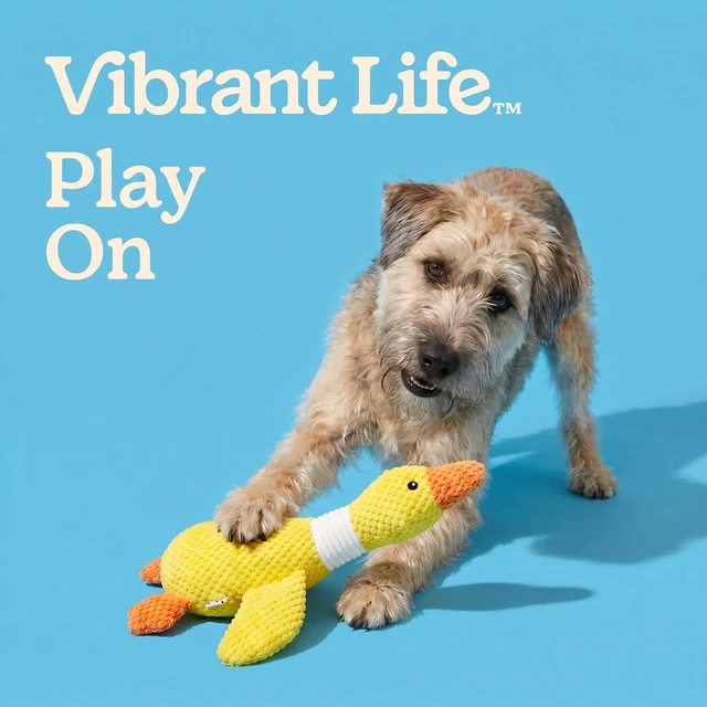 Alt view image 6 of 6 - Vibrant Life Yellow Duck Plush Dog Toy with Squeaker, Chew Level 4