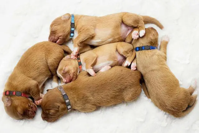 Alt view image 6 of 7 - 16 PCS Puppy Collars, Safety Buckle Collars for Litter Nylon Adjustable Puppy Collars for Small Puppies, Breakaway Whelping Collars Pet Supplies,Stuff,Accessories(S)