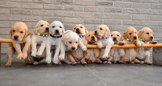 Alt view image 7 of 7 - 16 PCS Puppy Collars, Safety Buckle Collars for Litter Nylon Adjustable Puppy Collars for Small Puppies, Breakaway Whelping Collars Pet Supplies,Stuff,Accessories(S)