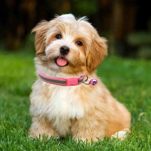 Alt view image 2 of 7 - Pink XXS Puppy Dog Collar with Bell Leash Set, Reflective XS Cat Collars | Soft Nylon Adjustable Buckle for XXS XS Extra Small XSmall Tiny Female Girl Puppies Dogs Pets Cats Kitten Yorkie Chihuahua