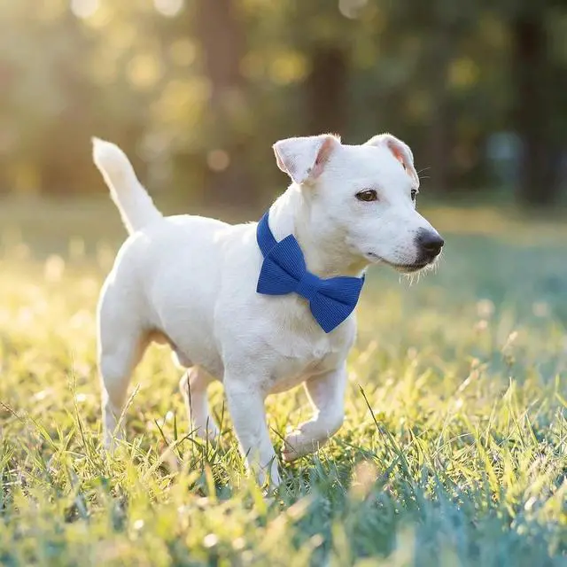 Alt view image 6 of 6 - THAIN Dog Collar with Bow Tie Corduroy,Soft,Breathable&Adjustable Quick Release Plastic Buckle Dog Collars for Small Medium Large Dogs Pets (Blue, S)